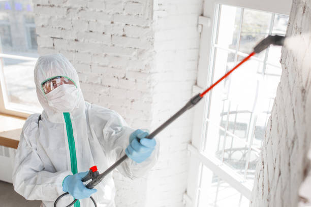 Best Basement Mold Removal  in Lexington, SC