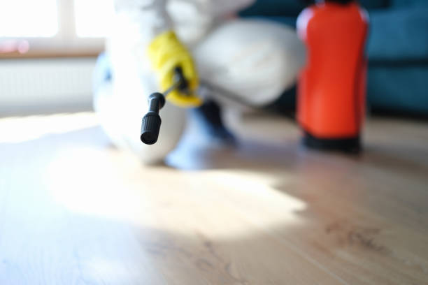 Best Black Mold Removal  in Lexington, SC