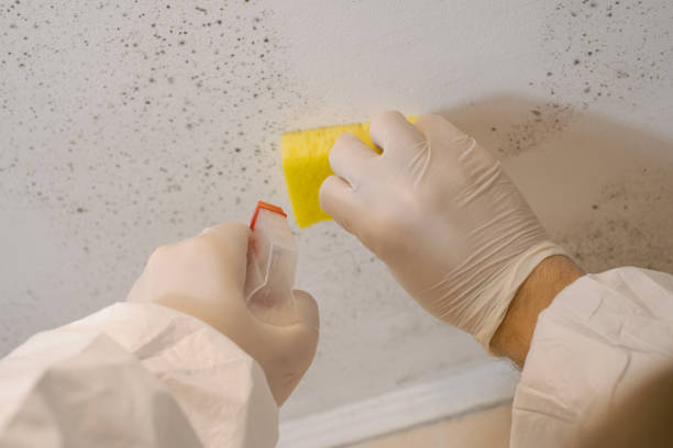 Best Post-Remediation Verification Testing  in Lexington, SC