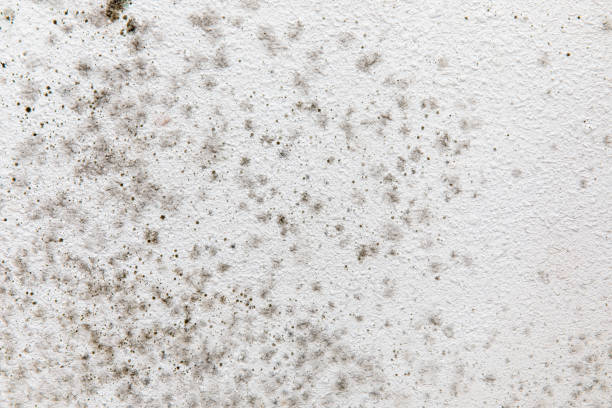Best Mold Removal for HVAC Installations  in Lexington, SC